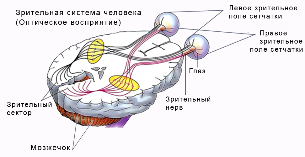 Зрительная система